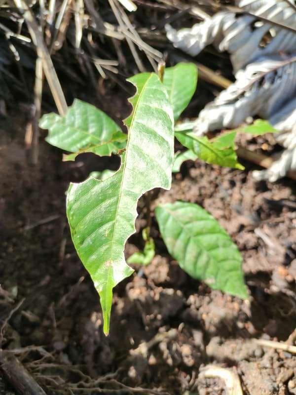 tree image