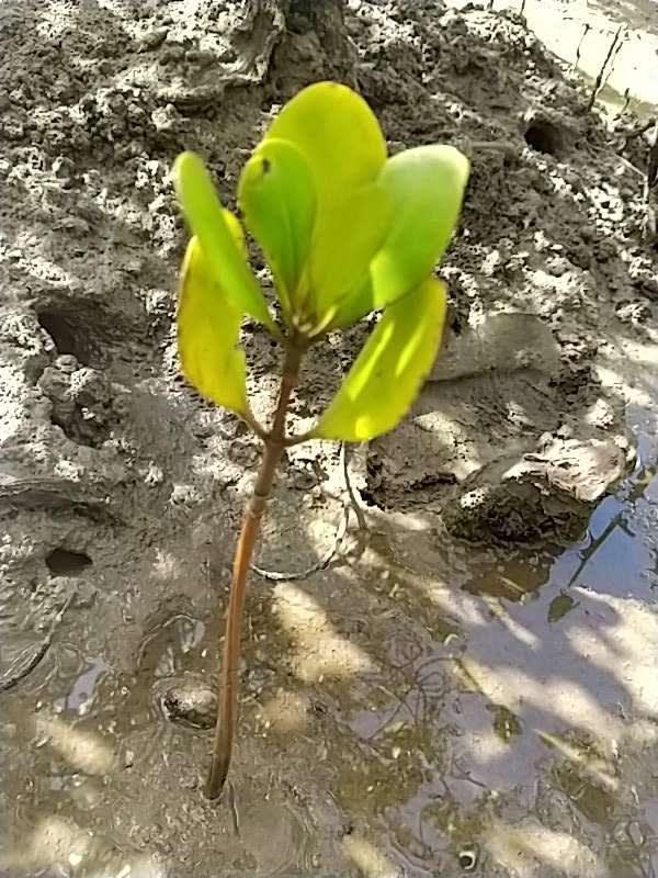 tree image