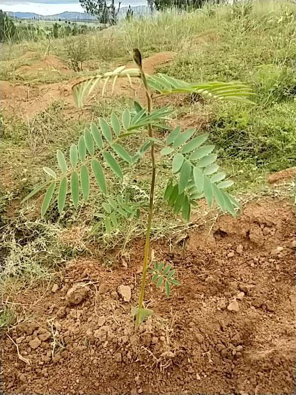 tree image
