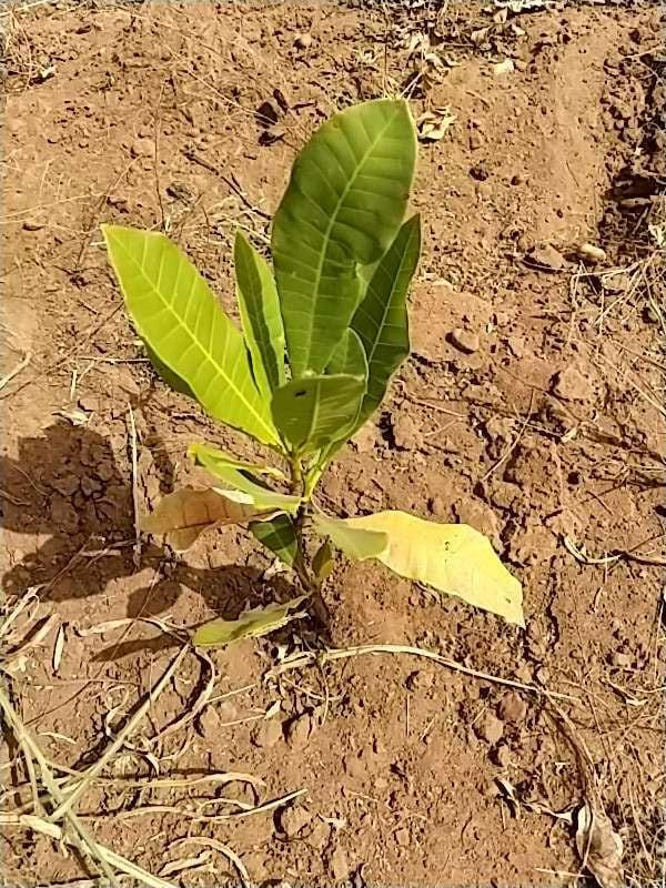 tree image