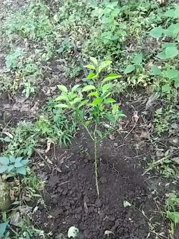 tree image
