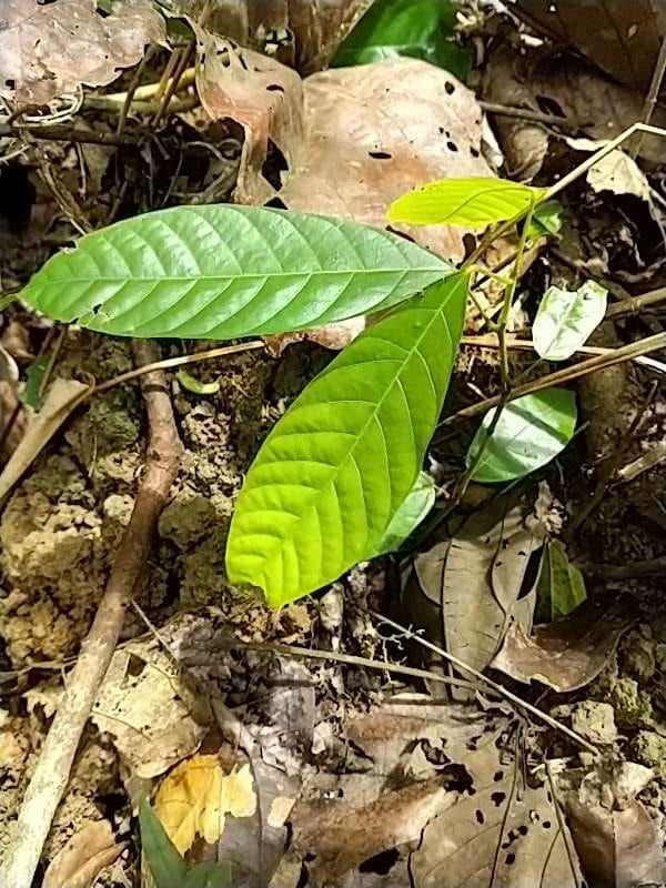 tree image