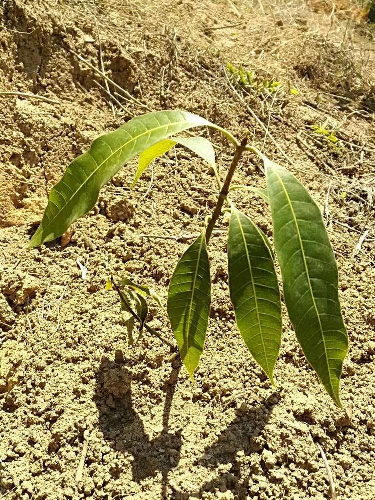tree image