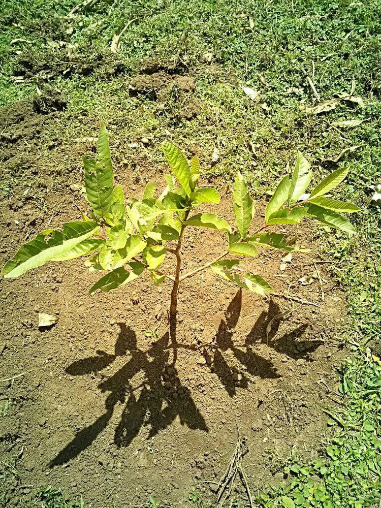 tree image