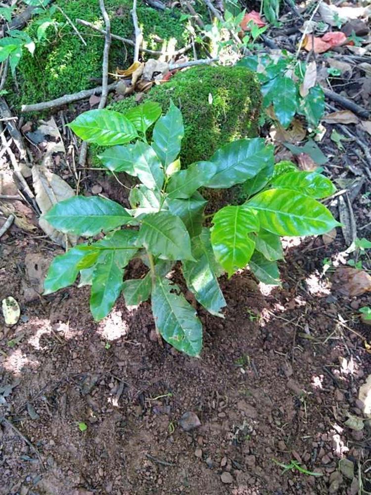 tree image