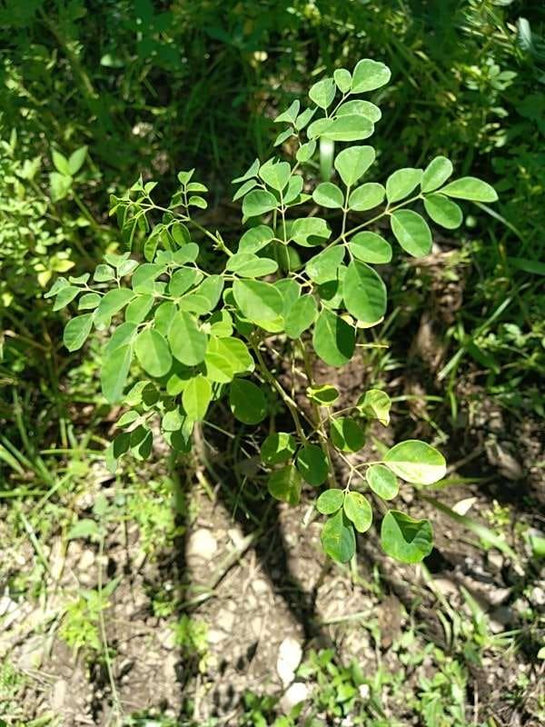 tree image