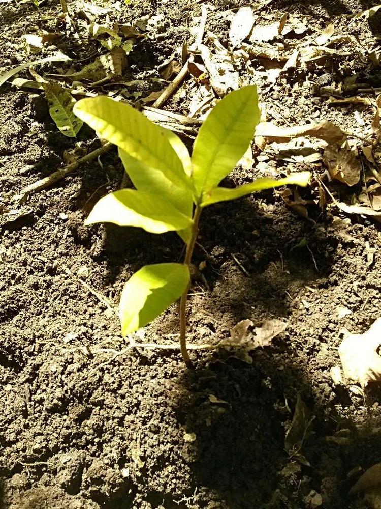tree image