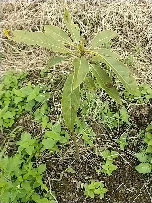 tree image