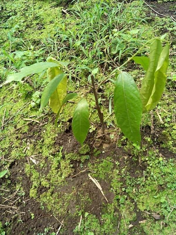 tree image