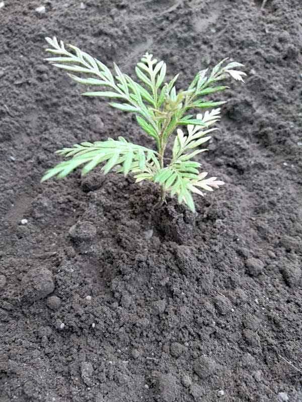 tree image