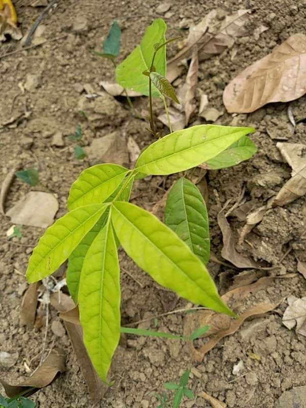 tree image