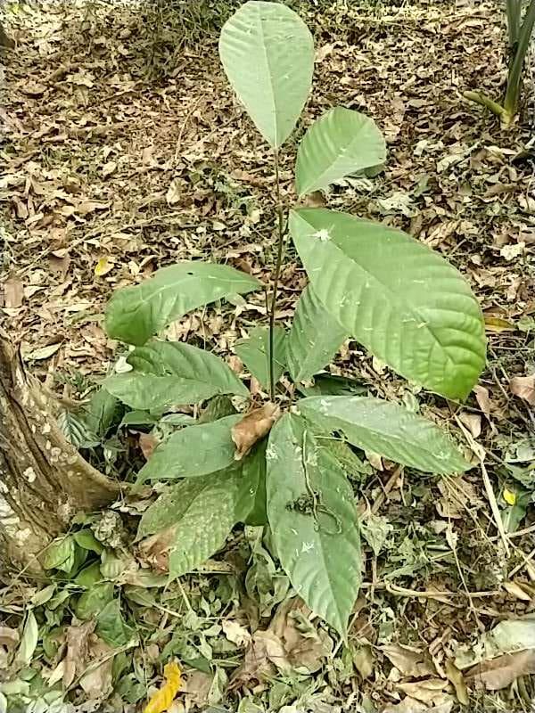 tree image
