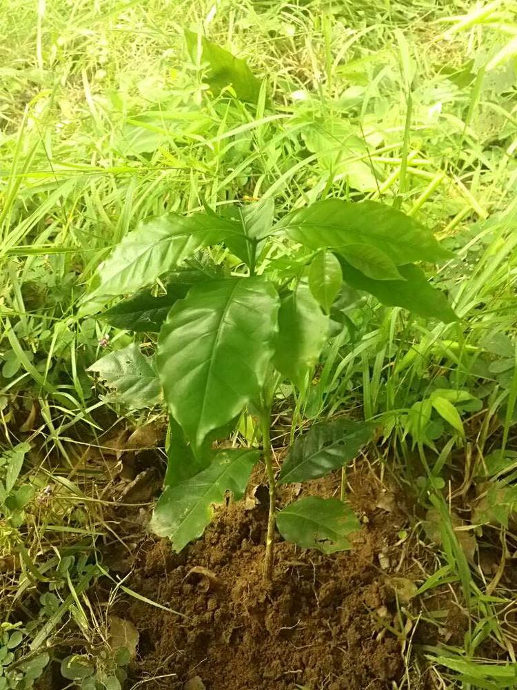 tree image
