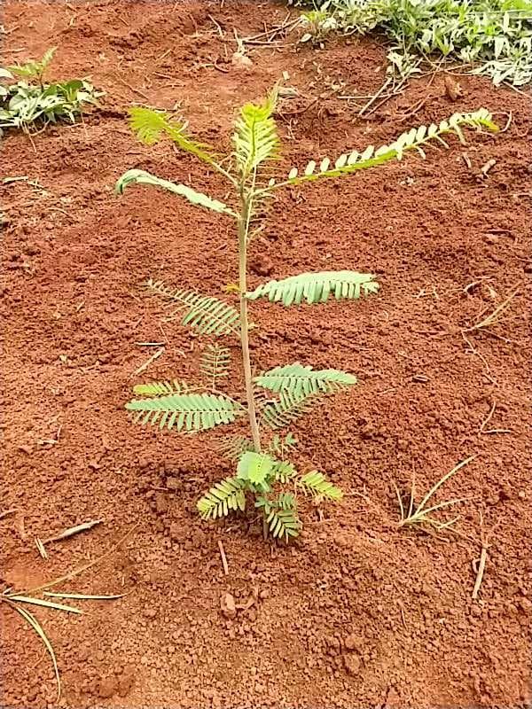 tree image
