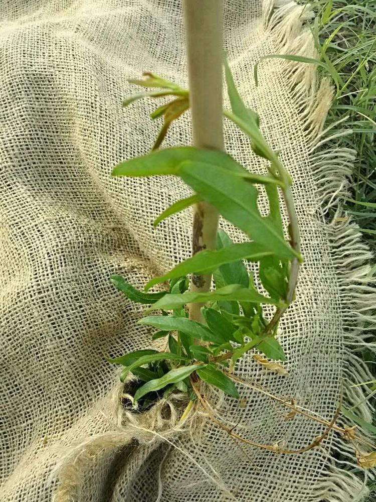 tree image