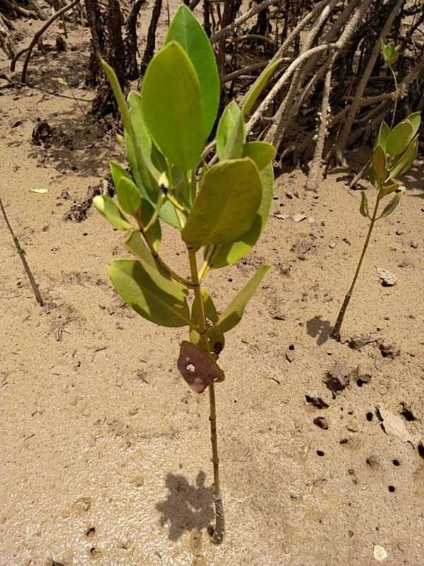 tree image