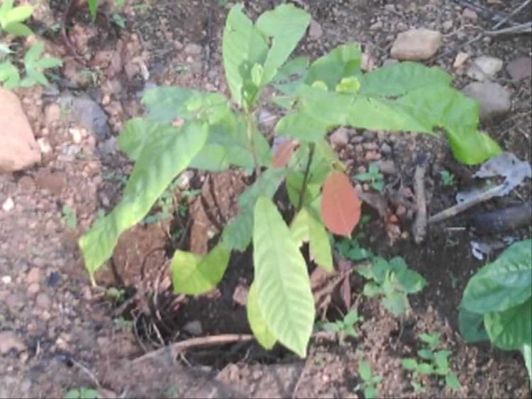 tree image