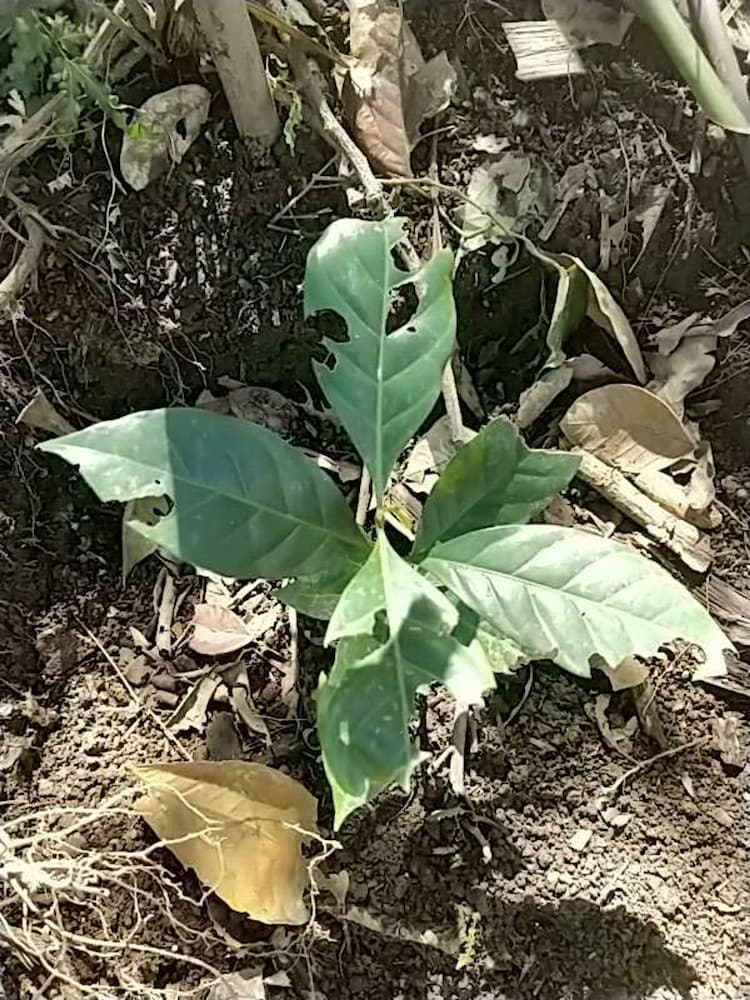 tree image