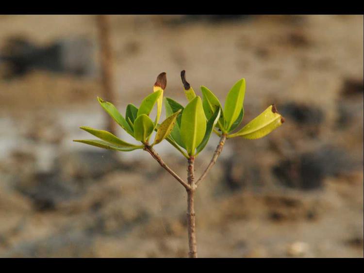 tree image
