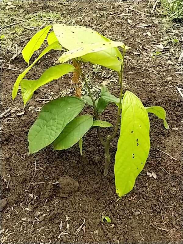 tree image