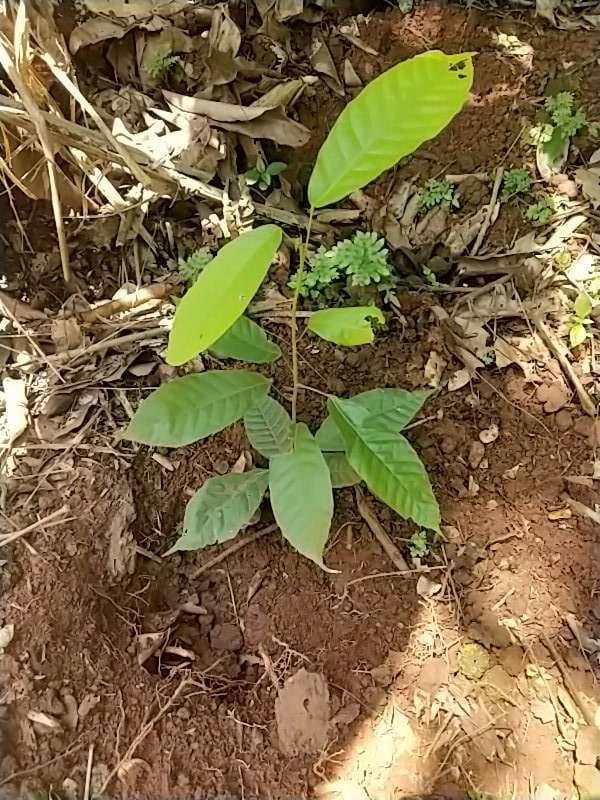 tree image