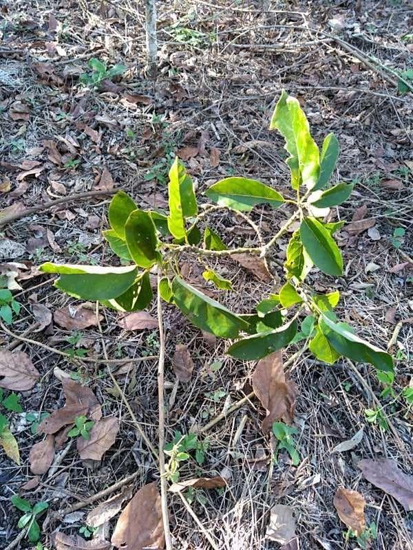 tree image
