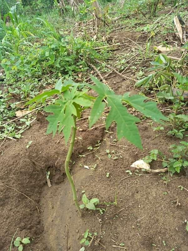 tree image
