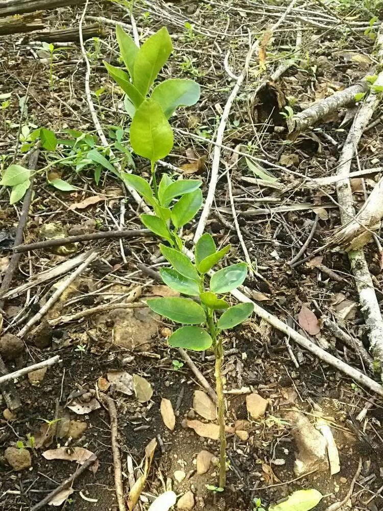 tree image