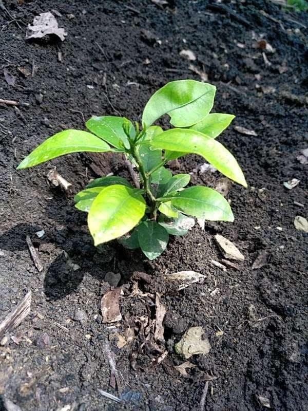 tree image