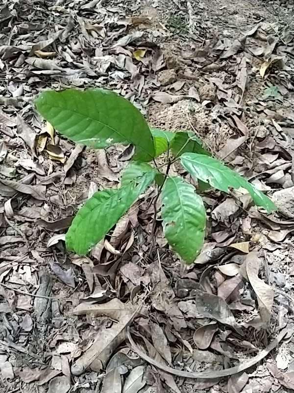 tree image