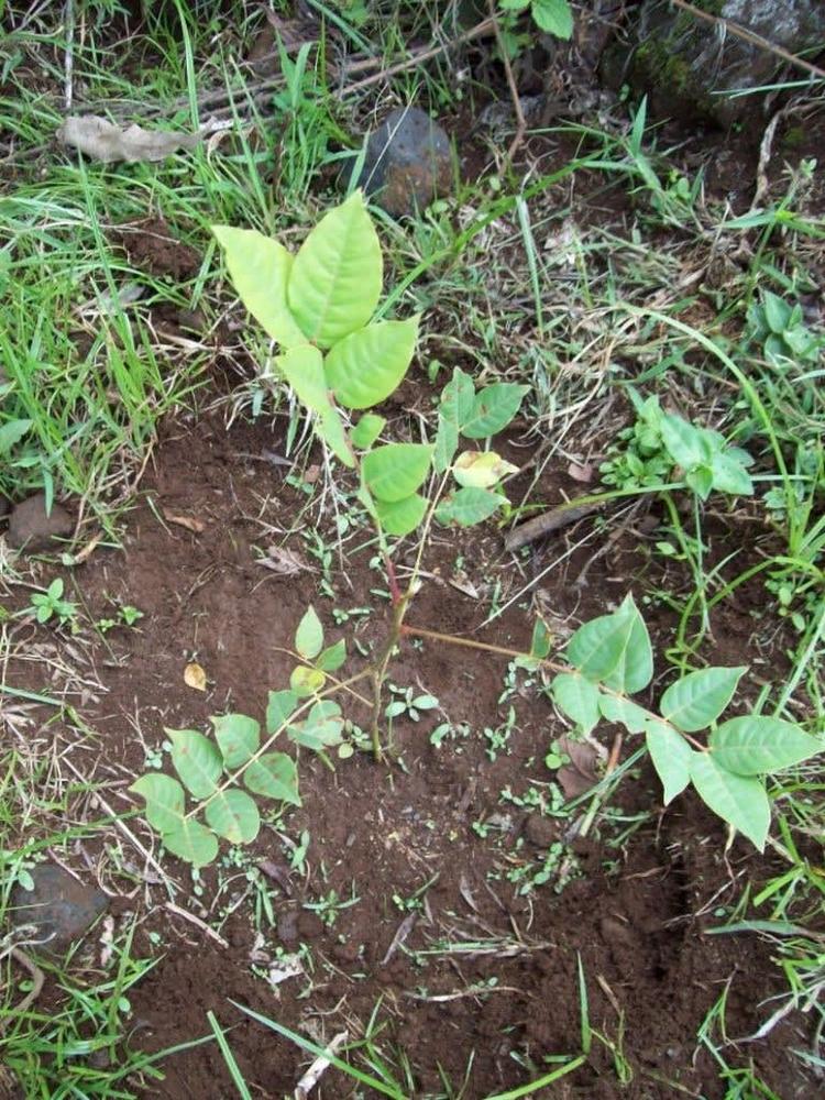 tree image