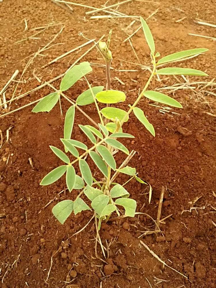 tree image