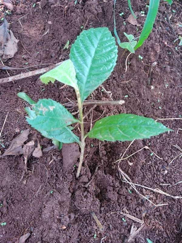 tree image