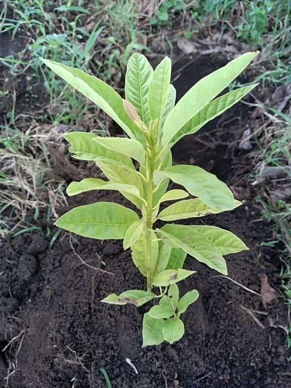 tree image