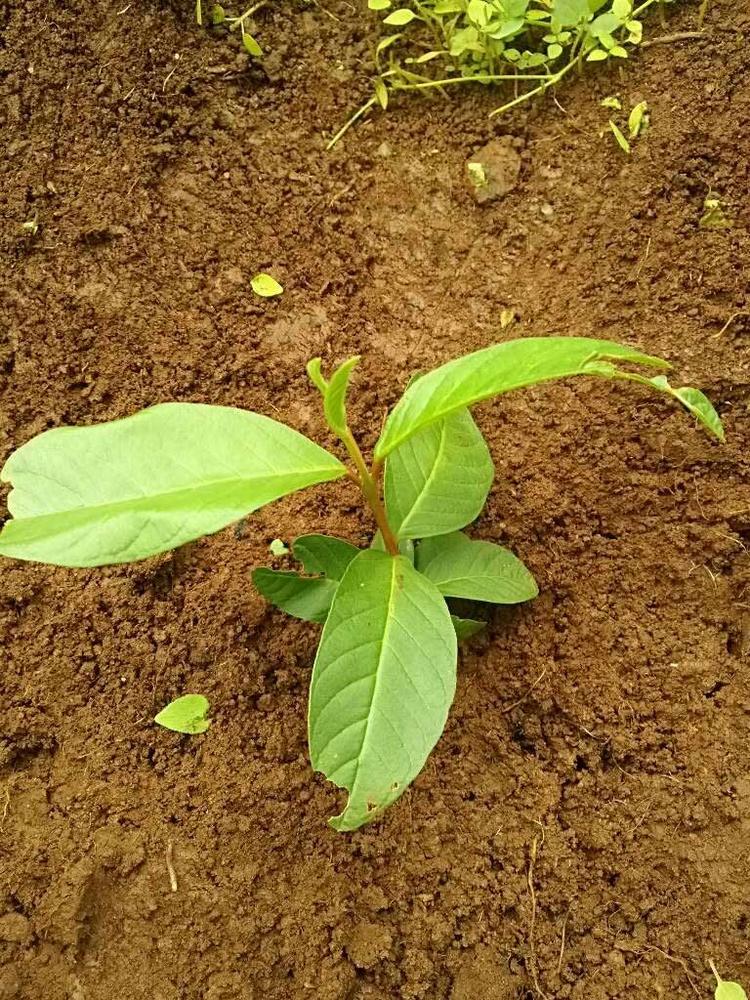 tree image