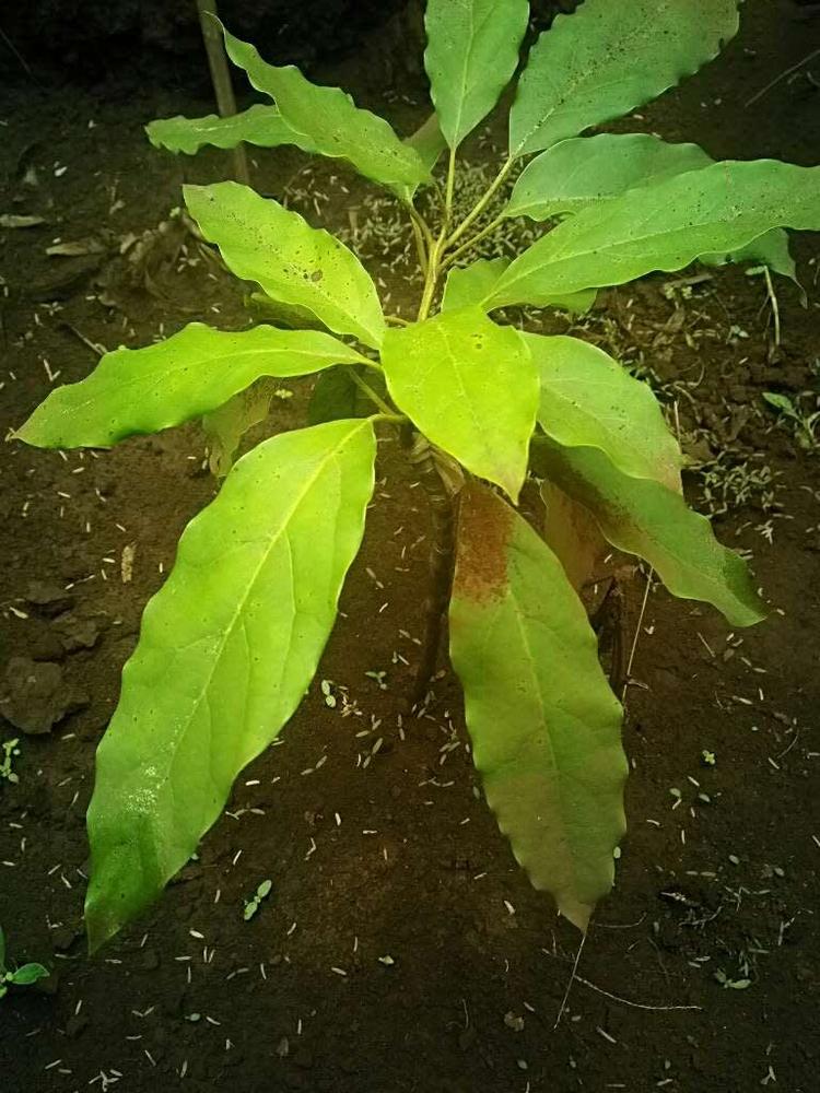 tree image