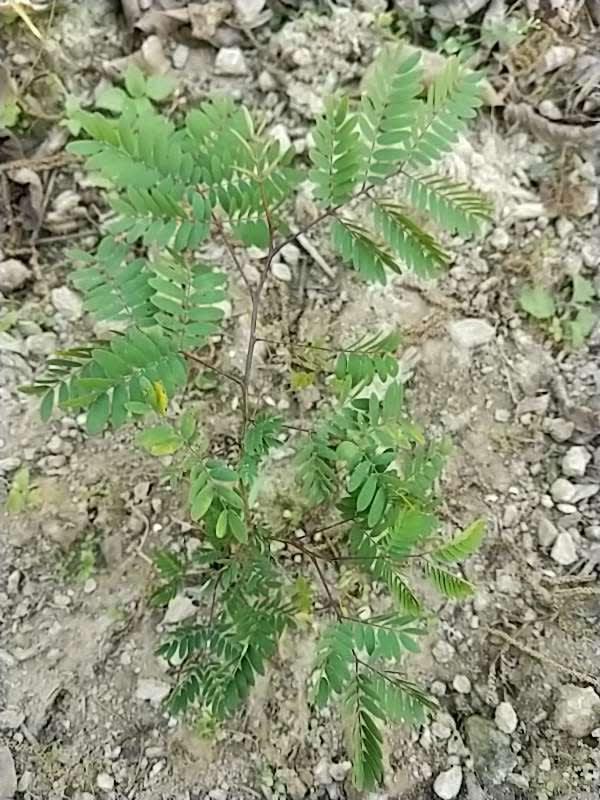 tree image