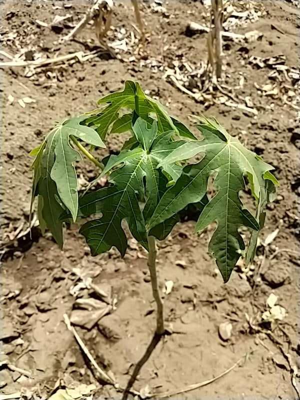 tree image
