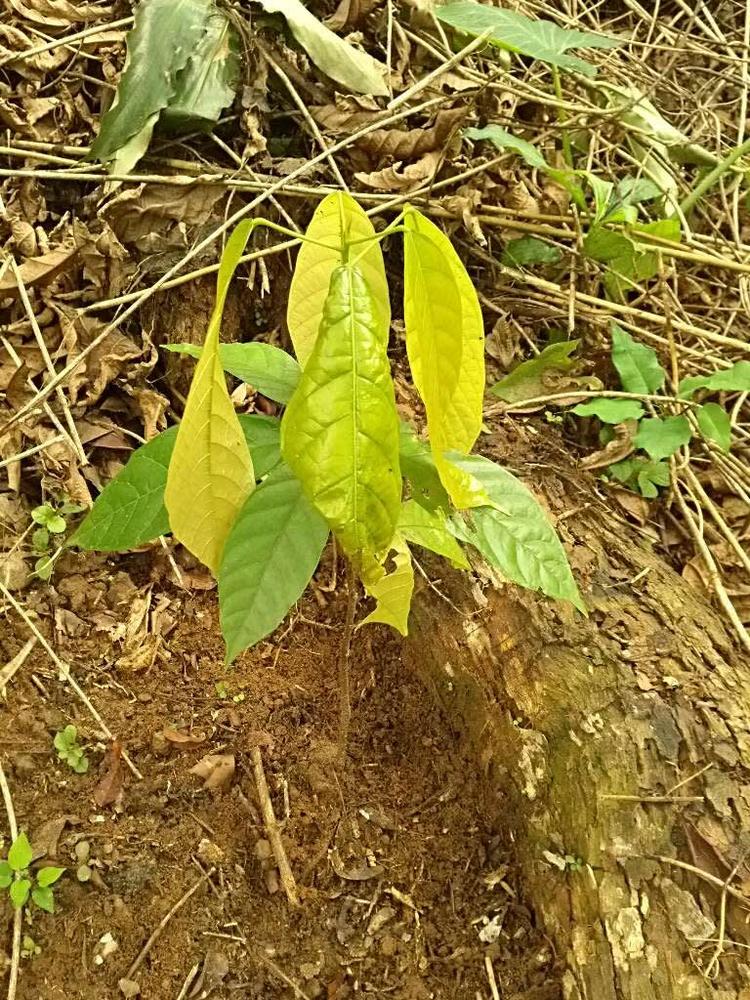 tree image