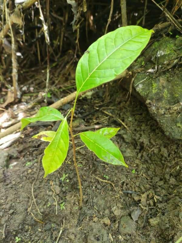 tree image