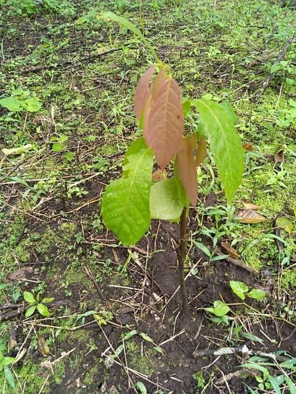 tree image