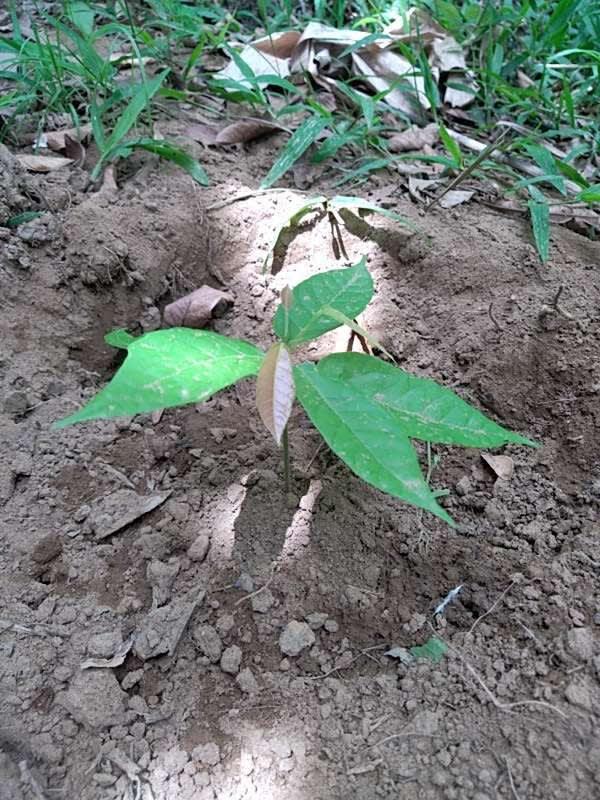 tree image