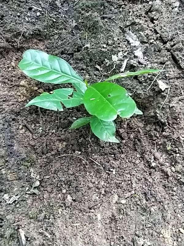tree image