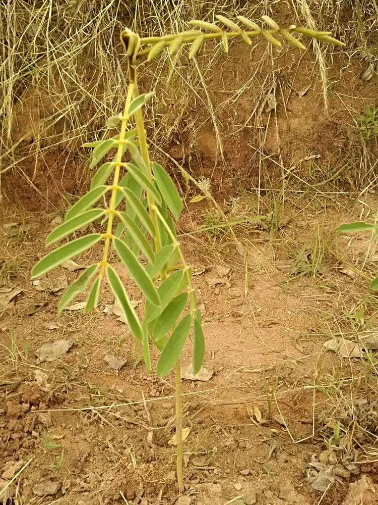 tree image
