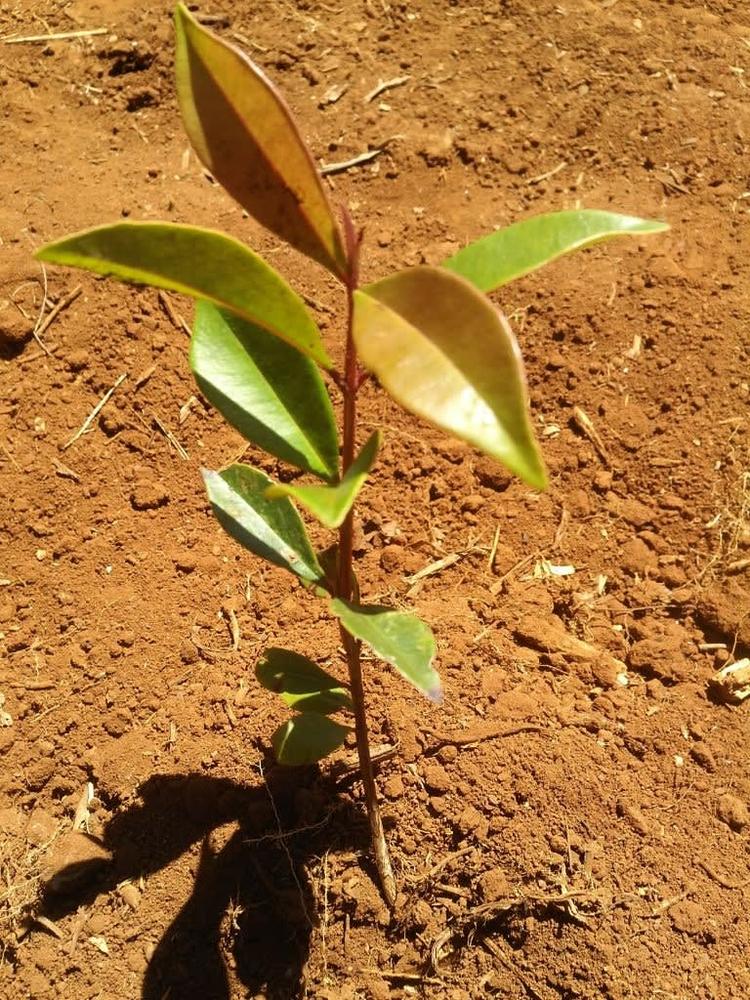 tree image