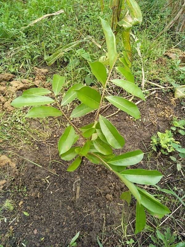 tree image