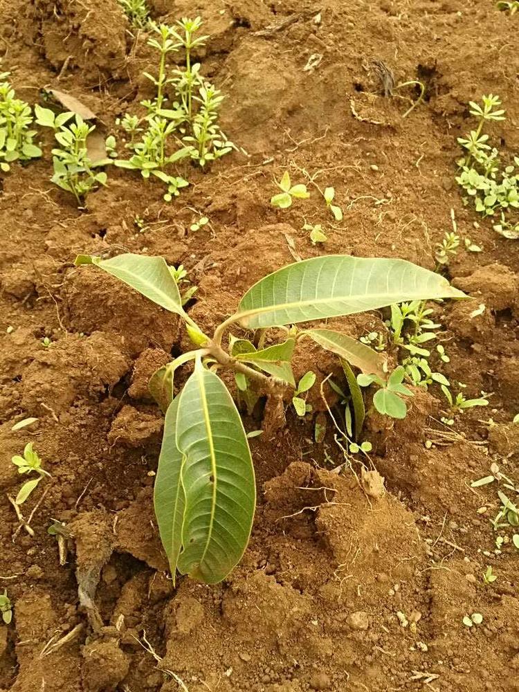 tree image