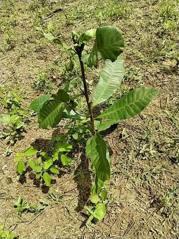 tree image