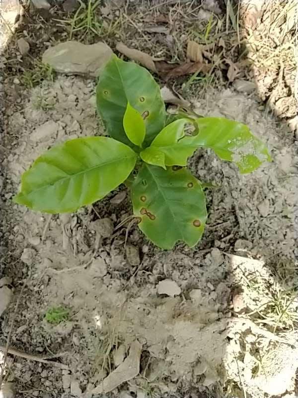 tree image