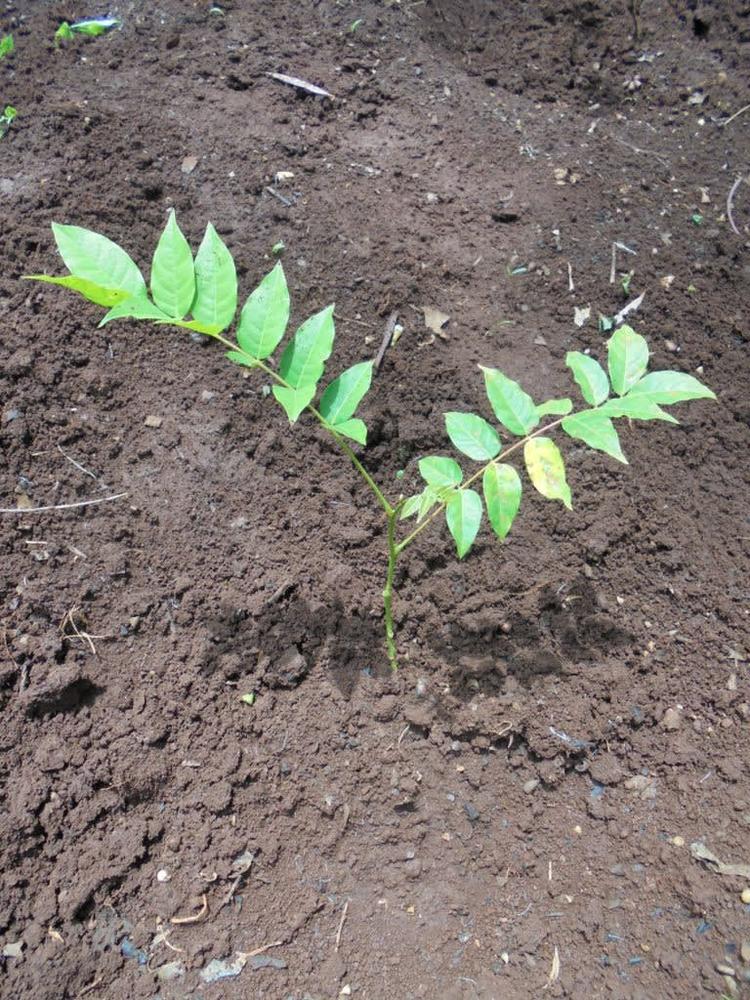 tree image